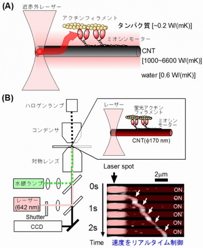 カーボンナノチューブ1本上におけるミオシンモーター活性の制御を示す図。（A）実験の概念図。カーボンナノチューブ1本を水中で観察し、カーボンナノチューブの片端だけを近赤外レーザーで照射すると、高い熱伝導率によって、カーボンナノチューブとその近傍の水やタンパクだけを局所的に加熱することができる。（B）計測システムの概要と計測結果。蛍光観察と暗視野像観察のための顕微鏡に、局所加熱用の近赤外レーザーを導入した（左）。この計測システムを用いて、カーボンナノチューブ1本上でミオシンによるアクチンフィラメントの滑り運動を観察した（右上）。滑り運動中に近赤外レーザーを0.2秒照射すると、照射時だけ運動が繰り返し加速されるのが観察された（右下）。このようにミオシンモーターの運動活性をリアルタイムで制御することができた。（東北大学の発表資料より）