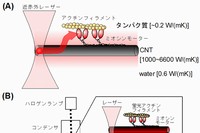 カーボンナノチューブ1本上におけるミオシンモーター活性の制御を示す図。（A）実験の概念図。カーボンナノチューブ1本を水中で観察し、カーボンナノチューブの片端だけを近赤外レーザーで照射すると、高い熱伝導率によって、カーボンナノチューブとその近傍の水やタンパクだけを局所的に加熱することができる。（B）計測システムの概要と計測結果。蛍光観察と暗視野像観察のための顕微鏡に、局所加熱用の近赤外レーザーを導入した（左）。この計測システムを用いて、カーボンナノチューブ1本上でミオシンによるアクチンフィラメントの滑り運動を観察した（右上）。滑り運動中に近赤外レーザーを0.2秒照射すると、照射時だけ運動が繰り返し加速されるのが観察された（右下）。このようにミオシンモーターの運動活性をリアルタイムで制御することができた。（東北大学の発表資料より）