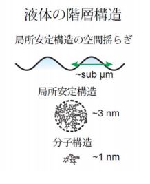 今回の研究で明らかになった液体の階層的構造の模式図 （東京大学の発表資料より）