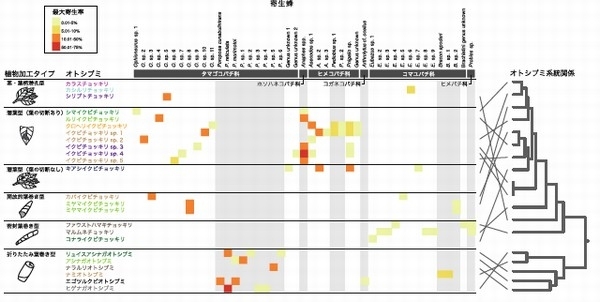 オトシブミ科寄生蜂群衆と植物加工タイプ・寄主植物・系統との関係を示す図。オトシブミ科各種の寄生蜂種ごとの最大寄生率を色分けで示す。また、オトシブミ種名は同じ色の種どうしは同じ属の寄主植物を使用していたことを示す。図の右端にはオトシブミの系統関係が示され、近縁な種ごとに寄生蜂の群集構造が近いわけではなく、系統関係と群集構造の類似性が食い違うことが見て取れる（東北大学の発表資料より）