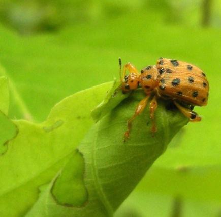 葉を巻くゴマダラオトシブミ（東北大学の発表資料より）