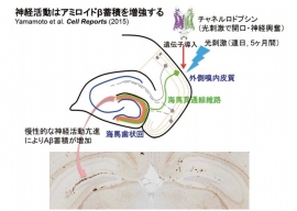 アルツハイマー病モデルマウスの外側嗅内皮質に、光刺激で神経細胞を活性化させるチャネルロドプシン（東京大学の発表資料より）