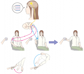 手の初期位置に応じて無意識下で行われる運動指令の変換のイメージを示す図。脳からの「カップをつかめ」という運動指令は脊髄の中で、手の初期位置に応じて異なって変換される。例えば、筋肉などの感覚受容器を介して「現在の姿勢は右手が膝の上に置かれた状態であり、カップは手の右にある」という位置情報が脊髄に伝えられると、運動指令は、「肘の伸筋を使え」と変換される。その結果、肘の伸筋が収縮し、肘を伸ばしながら腕を外側に回すような運動が起こって、カップに到達する（赤線）。一方、「現在の姿勢は右手が椅子の背もたれに置かれた状態であり、カップは手の左にある」という場合は、「肘の屈筋を使え」という信号に変換される。その結果、肘の屈筋が収縮し、腕を内側に回すような運動が起こって、やはりカップに到達する（青線）。このような仕組みにより、生体は身体の初期位置に関わらず、目的とする運動をできる。（国立精神・神経医療研究センターなどの発表資料より）