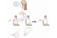 手の初期位置に応じて無意識下で行われる運動指令の変換のイメージを示す図。脳からの「カップをつかめ」という運動指令は脊髄の中で、手の初期位置に応じて異なって変換される。例えば、筋肉などの感覚受容器を介して「現在の姿勢は右手が膝の上に置かれた状態であり、カップは手の右にある」という位置情報が脊髄に伝えられると、運動指令は、「肘の伸筋を使え」と変換される。その結果、肘の伸筋が収縮し、肘を伸ばしながら腕を外側に回すような運動が起こって、カップに到達する（赤線）。一方、「現在の姿勢は右手が椅子の背もたれに置かれた状態であり、カップは手の左にある」という場合は、「肘の屈筋を使え」という信号に変換される。その結果、肘の屈筋が収縮し、腕を内側に回すような運動が起こって、やはりカップに到達する（青線）。このような仕組みにより、生体は身体の初期位置に関わらず、目的とする運動をできる。（国立精神・神経医療研究センターなどの発表資料より）