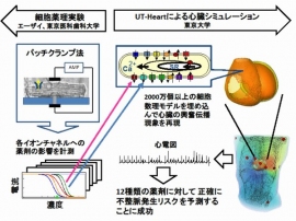 不整脈リスク予測システムの概要を示す図。（左列）薬剤のイオンチャネルへの影響を細胞を用いた実験で測定する。（右列）細胞実験の結果に基づいてある量の薬剤を投与した場合の心臓の反応を心臓シミュレータ（UT-Heart）で再現し不整脈が起きるかどうかを判定する。（東京大学などの発表資料より）
