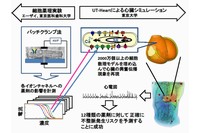 不整脈リスク予測システムの概要を示す図。（左列）薬剤のイオンチャネルへの影響を細胞を用いた実験で測定する。（右列）細胞実験の結果に基づいてある量の薬剤を投与した場合の心臓の反応を心臓シミュレータ（UT-Heart）で再現し不整脈が起きるかどうかを判定する。（東京大学などの発表資料より）
