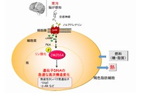 褐色脂肪細胞における寒冷刺激による急速な熱産生遺伝子誘導のしくみを示す図（東京大学の発表資料より）