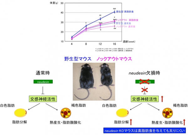 京都大学の伊藤信行名誉教授らの研究グループは、分泌性因子neudesinの遺伝子欠損マウスが肥満しにくいことを明らかにした。