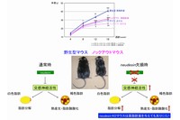 京都大学の伊藤信行名誉教授らの研究グループは、分泌性因子neudesinの遺伝子欠損マウスが肥満しにくいことを明らかにした。