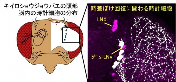 キイロショウジョウバエの脳にある時計細胞群（左）と、時差ぼけ回復に関わる時計細胞の拡大図（右）（岡山大学の発表資料より）