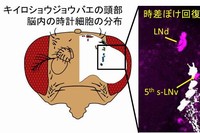 キイロショウジョウバエの脳にある時計細胞群（左）と、時差ぼけ回復に関わる時計細胞の拡大図（右）（岡山大学の発表資料より）