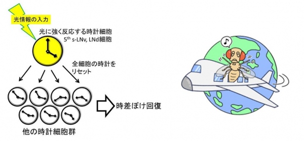 時計細胞間の階層性と時差ぼけからの回復（左）、キイロショウジョウバエと時差ぼけ（右）（岡山大学の発表資料より）