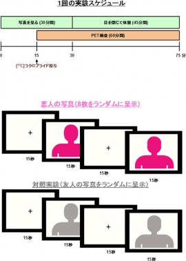 実験の概要を示す図。上：写真を見せてからPET検査を終了するまでのスケジュール。下：写真の見せ方。アングルの異なる恋人の写真、もしくは複数の友人の写真を、15秒の間隔をあけてランダムな順番で15秒間見せる。恋人の写真は様々なアングルで撮影された複数枚を、また友人の写真は恋人と同性であるが特別な感情は抱いていない複数の友人を撮影したものを用いた。なお恋人の写真と友人の写真は、全体的な印象が可能な限り似ているものを選んだ。（理化学研究所の発表資料より）