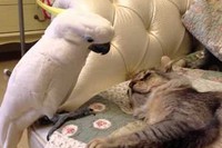 スヤスヤ寝ているネコちゃんを見ているオウム。