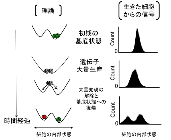 実験操作の開始前に、2つある安定状態の片方の内部状態を持つ細胞のみからなる集団について、遺伝子の大量発現による単安定性への変化により、その内部状態が、基底の地形での「山」の位置へと遷移する。その後、大量発現の解除によって基底の地形へと戻ることで、細胞たちは「山」の部分にとどまることができない。このため、引き続く培養によって、1種類の内部状態（左図では緑）であった細胞群から、内部状態が異なる2種類の細胞群（左図では赤、緑）へと多様化する。（東京工業大学の発表資料より）