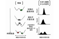 実験操作の開始前に、2つある安定状態の片方の内部状態を持つ細胞のみからなる集団について、遺伝子の大量発現による単安定性への変化により、その内部状態が、基底の地形での「山」の位置へと遷移する。その後、大量発現の解除によって基底の地形へと戻ることで、細胞たちは「山」の部分にとどまることができない。このため、引き続く培養によって、1種類の内部状態（左図では緑）であった細胞群から、内部状態が異なる2種類の細胞群（左図では赤、緑）へと多様化する。（東京工業大学の発表資料より）