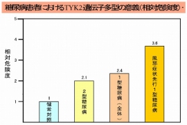 糖尿病患者におけるTYK2遺伝子多型の意義（相対危険度）を示す図（九州大学の発表資料より）