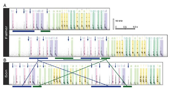 父親(A)と息子(B)の歌の求愛歌ソナグラム※の比較。対応する音素を色分けして表示し、嘴音を↓で示している。青と緑で父子の対応を示している。（北海道大学の発表資料より）