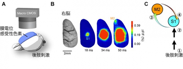 第一体性感覚野（S1）と第二運動野（M2）間の反響回路の形成を示す図。A：大脳新皮質からの膜電位イメージング法の模式図。B：マウスの後肢刺激で誘起される神経活動。まずS1で応答が起き、次にM2で生じた（注：その後M2はS1を再活性化する）。C：S1-M2反響回路。薬理実験（省略）で明らかになった情報の流れを番号で示す。①肢刺激、②視床を介したS1活動の誘起、③S1によるM2活動の誘起、④M2によるS1活動の再誘起（理化学研究所の発表資料より）