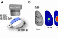 第一体性感覚野（S1）と第二運動野（M2）間の反響回路の形成を示す図。A：大脳新皮質からの膜電位イメージング法の模式図。B：マウスの後肢刺激で誘起される神経活動。まずS1で応答が起き、次にM2で生じた（注：その後M2はS1を再活性化する）。C：S1-M2反響回路。薬理実験（省略）で明らかになった情報の流れを番号で示す。①肢刺激、②視床を介したS1活動の誘起、③S1によるM2活動の誘起、④M2によるS1活動の再誘起（理化学研究所の発表資料より）