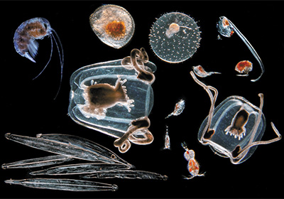 ガラパゴス沖で採取された動物性プランクトン（© C. Sardet / CNRS / Tara Oceans / Plankton Chronicles）