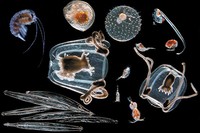 ガラパゴス沖で採取された動物性プランクトン（© C. Sardet / CNRS / Tara Oceans / Plankton Chronicles）