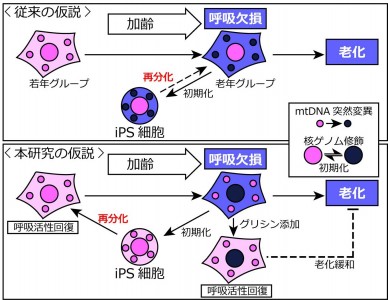 加齢に伴う呼吸欠損の原因に関する従来の仮説と、今回の研究で提案している新しい仮説の概要を示す図。（筑波大学の発表資料より）