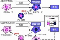 加齢に伴う呼吸欠損の原因に関する従来の仮説と、今回の研究で提案している新しい仮説の概要を示す図。（筑波大学の発表資料より）