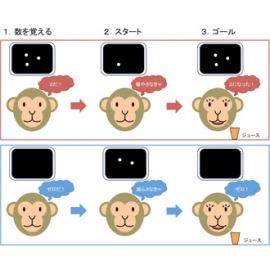 今回の研究で実施した数の加減操作課題 のイメージ。（図：東北大学医学系研究科の発表資料より）