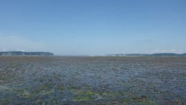 厚岸湖に広がるアマモ場（写真：北海道大学の発表資料より）