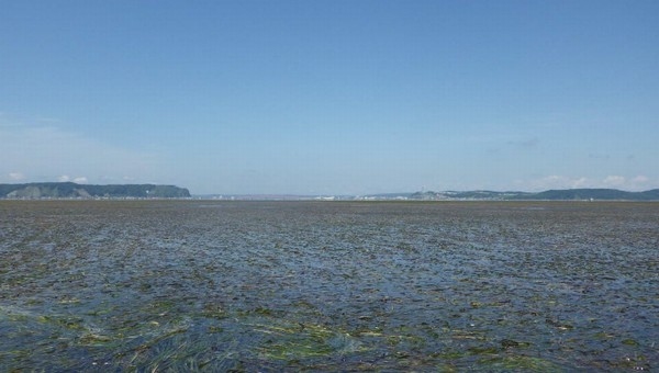 厚岸湖に広がるアマモ場（写真：北海道大学の発表資料より）