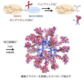 糖鎖クラスターを移植したサイボーグ超分子とその合成方法を示す図（東京大学などの発表資料より）