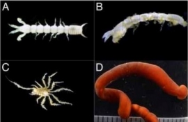 相模湾とその周辺海域の調査で発見された新種の動物。A、B: 節足動物門 甲殻亜門 軟甲綱 タナイス目。C: 節足動物門 甲殻亜門 軟甲綱 等脚目。D: 紐形動物門。Regional Studies in Marine Scienceに掲載された論文から引用。