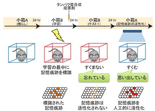 今回の研究で実施した実験の概要を示す図。小箱Bで怖い体験をした後に、タンパク質合成阻害剤をマウスに注射し、シナプス増強を阻害すると、翌日、同じ小箱Bにマウスを入れても（テスト１）すくみ反応を示さず、小箱Bの怖い体験の記憶を忘れていた。しかし、さらに次の日、小箱Bの怖い体験の記憶痕跡を光遺伝学的手法で人工的に活性化（赤い細胞）すると、マウスは怖い体験を思い出して、すくみ反応を示した。（理化学研究所の発表資料より）