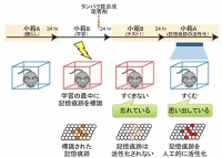 今回の研究で実施した実験の概要を示す図。小箱Bで怖い体験をした後に、タンパク質合成阻害剤をマウスに注射し、シナプス増強を阻害すると、翌日、同じ小箱Bにマウスを入れても（テスト１）すくみ反応を示さず、小箱Bの怖い体験の記憶を忘れていた。しかし、さらに次の日、小箱Bの怖い体験の記憶痕跡を光遺伝学的手法で人工的に活性化（赤い細胞）すると、マウスは怖い体験を思い出して、すくみ反応を示した。（理化学研究所の発表資料より）