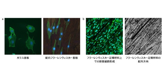 フラーレンウィスカー足場材料上での細胞挙動。a. ガラス基板上とフラーレンウィスカー足場材料上で伸長した細胞の蛍光顕微鏡観察像。b. フラーレンウィスカー足場材料上で形成した筋管細胞の蛍光顕微鏡観察像。蛍光染色した筋管細胞（左）とその下にあるフラーレンウィスカー（右）。フラーレンウィスカーが斜めに配向している方向にそって筋管細胞も斜めに配向している様子が認められる。（物質・材料研究機構の発表資料より）