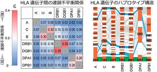 ビッグデータ解析によるHLA遺伝子配列構造の可視化。理化学研究所の発表資料より。