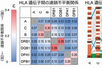 ビッグデータ解析によるHLA遺伝子配列構造の可視化。理化学研究所の発表資料より。