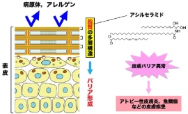 今回の研究ではこれまで不明な点の多かったアシルセラミド産生の分子機構に焦点を当て、アシルセラミド産生に働く遺伝子を同定することに成功した。（北海道大学の発表資料より）