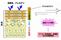 今回の研究ではこれまで不明な点の多かったアシルセラミド産生の分子機構に焦点を当て、アシルセラミド産生に働く遺伝子を同定することに成功した。（北海道大学の発表資料より）