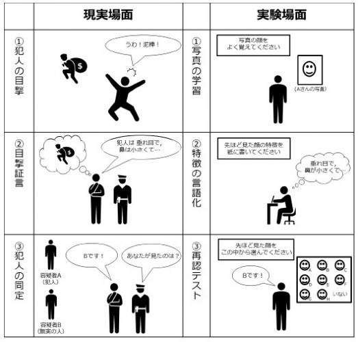 左列は警察が捜査を行なう流れを示したもの。右列はこの流れを実験的に再現する手続きを示す。多くの研究では2つ目の段階で顔の記憶を間違って思い出してしまう可能性が高まることが示されていた。現実の捜査においては、犯人でない人が選ばれてしまい冤罪の可能性が高まることが示唆される。（図：名古屋大学の発表資料より）