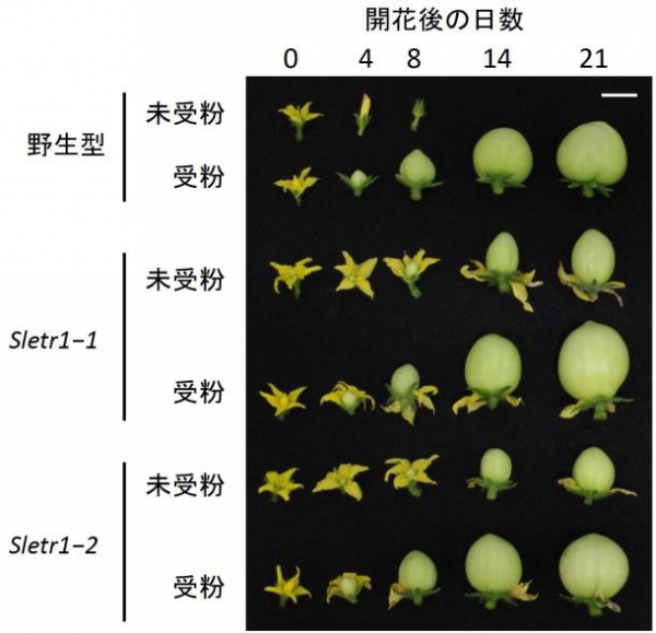 トマトSletr1-1変異体が示す単為結果性による果実形成の過程。野生型の受粉していないめしべ（未受粉）は果実を形成しなかった。その一方で、Sletr1-1変異体とSletr1-2変異体は、未受粉めしべからも果実を形成した。受粉は開花当日（0日目）に行なった。スケールバーは1cm。（筑波大学の発表資料より）