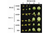 トマトSletr1-1変異体が示す単為結果性による果実形成の過程。野生型の受粉していないめしべ（未受粉）は果実を形成しなかった。その一方で、Sletr1-1変異体とSletr1-2変異体は、未受粉めしべからも果実を形成した。受粉は開花当日（0日目）に行なった。スケールバーは1cm。（筑波大学の発表資料より）