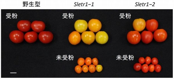 トマトSletr1-1変異体の単為結果性果実。野生型、Sletr1-1変異体、Sletr1-2変異体の受粉もしくは単為結果によって得られた開花50日目の果実。Sletr1変異体は単為結果によって受粉した場合よりも小さな果実を形成した。Sletr1-1はエチレンの感受性が非常に低いため、果実の色づきが弱い特徴を持つ。スケールバーは1cm。（筑波大学の発表資料より）