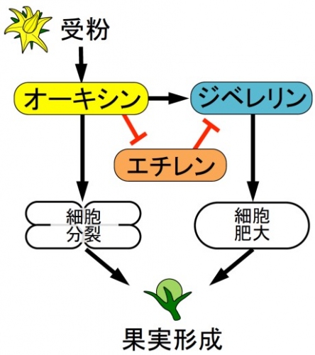 植物ホルモンが関わる果実形成メカニズムの概要を示す図。今回の研究によって、これまで明らかになっていた果実形成の促進メカニズム（黒線）に対して、エチレンが抑制的に働くことが明らかになった（赤線）。（筑波大学の発表資料より）