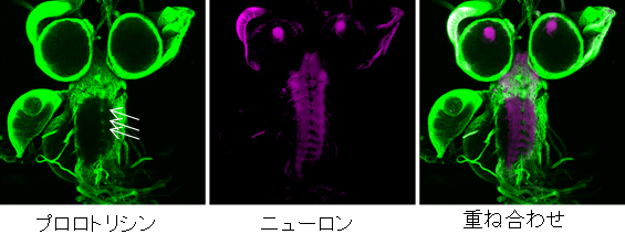 ショウジョウバエ幼虫脳におけるセラミドホスホエタノールアミン（CPE）の分布。左 ：変異型緑色蛍光タンパク質(EGFP)で標識したプロロトリシンの分布。中央：赤色蛍光タンパク質を発現させた神経細胞。右 ：左と中央を重ね合わせた画像。CPEはプロロトリシンA2と結合することから、CPEは神経細胞には高濃度で存在せず、グリア細胞（矢印）に濃縮されていることが示された。（理化学研究所の発表資料より）