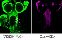 ショウジョウバエ幼虫脳におけるセラミドホスホエタノールアミン（CPE）の分布。左 ：変異型緑色蛍光タンパク質(EGFP)で標識したプロロトリシンの分布。中央：赤色蛍光タンパク質を発現させた神経細胞。右 ：左と中央を重ね合わせた画像。CPEはプロロトリシンA2と結合することから、CPEは神経細胞には高濃度で存在せず、グリア細胞（矢印）に濃縮されていることが示された。（理化学研究所の発表資料より）