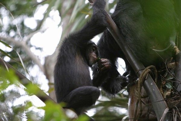 自然発酵したパームワインを飲む野生チンパンジー（写真：京都大学の発表資料より）