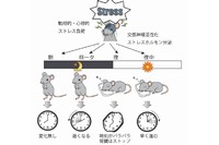 ストレス負荷のタイミングと体内時計の応答の関係を示す図。朝のストレスは体内時計変化なし。昼―夕方、または夜中のストレスは体内時計を早めたり遅めたりする。寝始めごろのストレスでは、体内時計が組織によってバラバラになり、腎臓では時計が止まったように見えた。（早稲田大学の発表資料より）