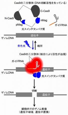 東京大学の二本垣裕太大学院生・佐藤守俊准教授らの研究グループが開発した、光でゲノム編集を自在に制御できる技術の原理を示す図。（東京大学の発表資料より）